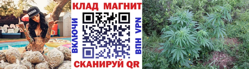 Все наркотики Чкаловск Гашиш  Галлюциногенные грибы  Cocaine  Alpha PVP  Меф мяу мяу  Бошки Шишки 